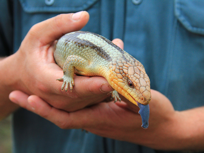 Person holding a blue tongue lizard.